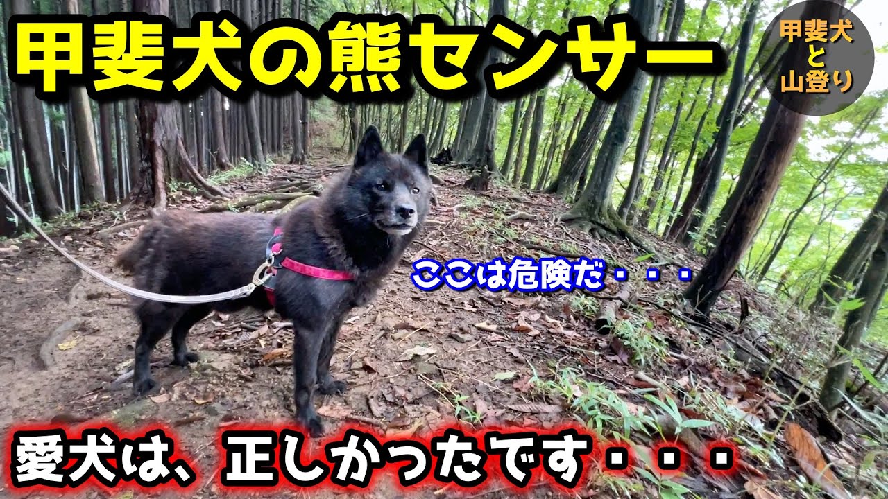 山登り中に発揮する甲斐犬の熊センサーが凄すぎた【ツキノワグマ】【甲斐犬と登山：御岳山編　第３話】