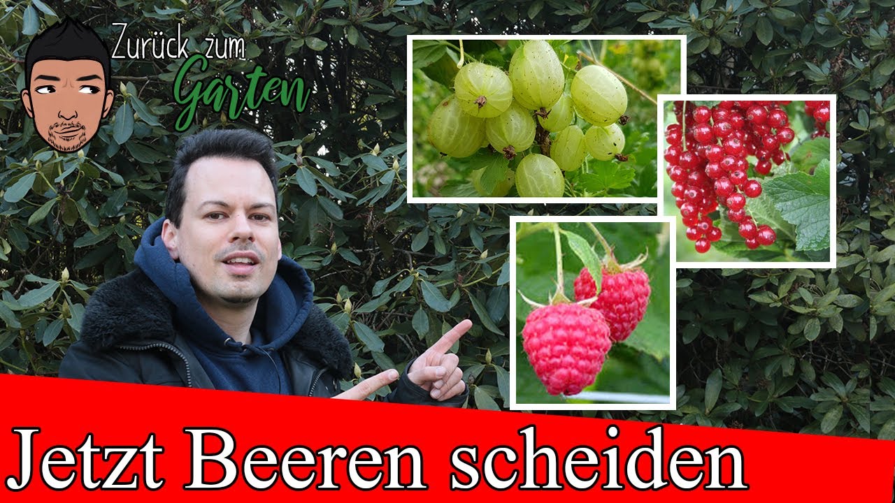 Kurzanleitung Rückschnitt von Johannisbeeren, Himbeeren und Stachelbeeren