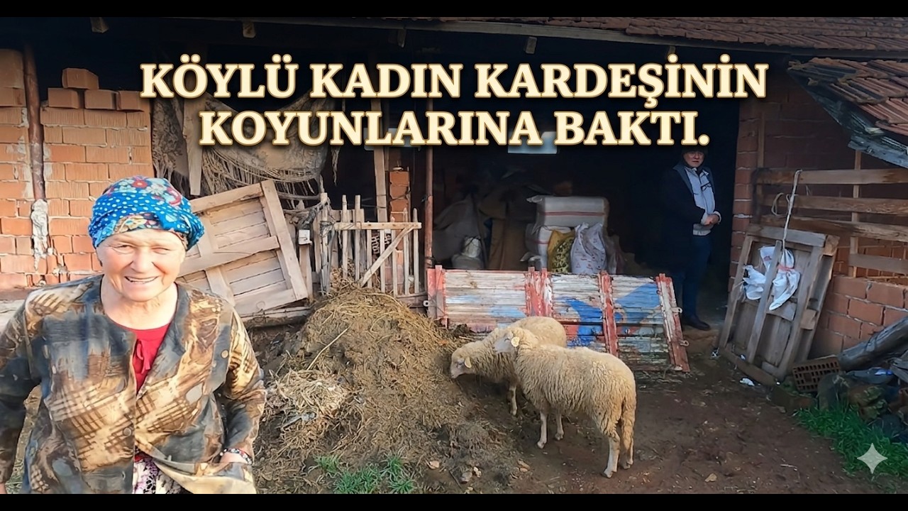 Köylü kadın kardeşinin koyunlarına bakıyor. Türkiye village life  köy hayatı