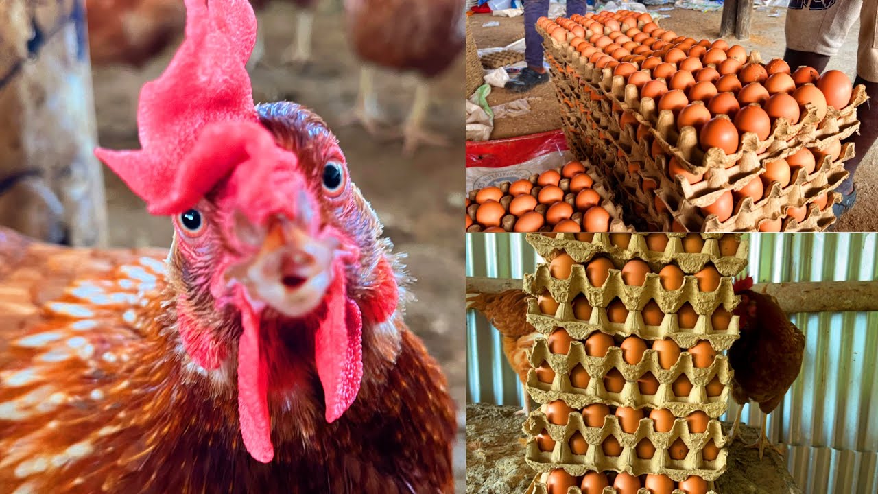 Poultry Farming In Uganda 🇺🇬