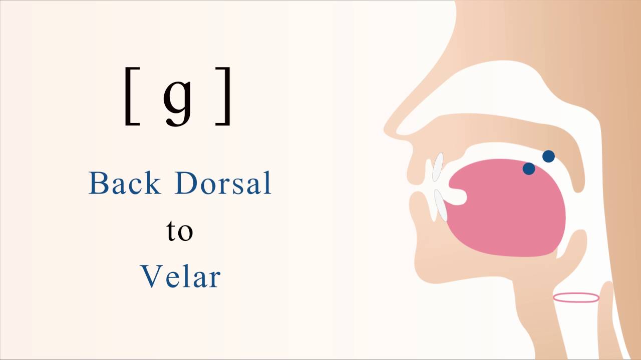 [ ɡ ] voiced unaspirated back dorsal velar stop