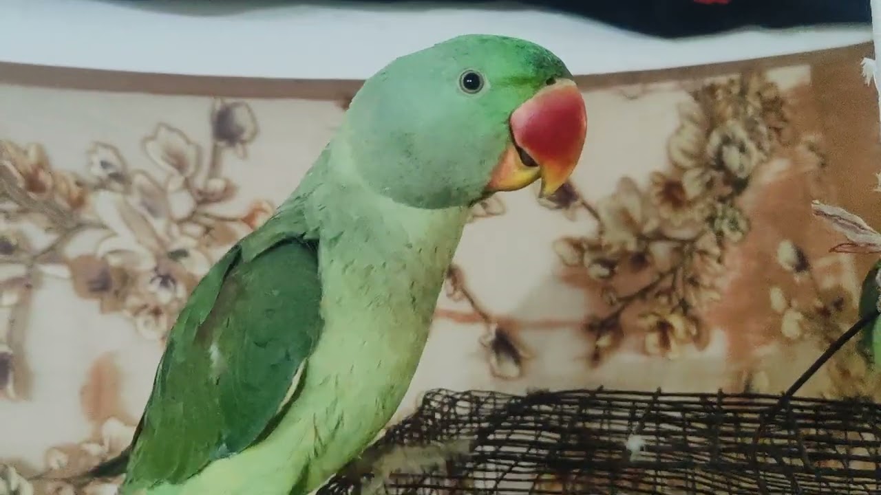 #Mitthu 🌺🦜🦜🦜#bete Mitthu# Mitthu #main #Mitthu #viral video 🙏🙏🌺🦜🦜🦜🦜🌺🙏🙏
