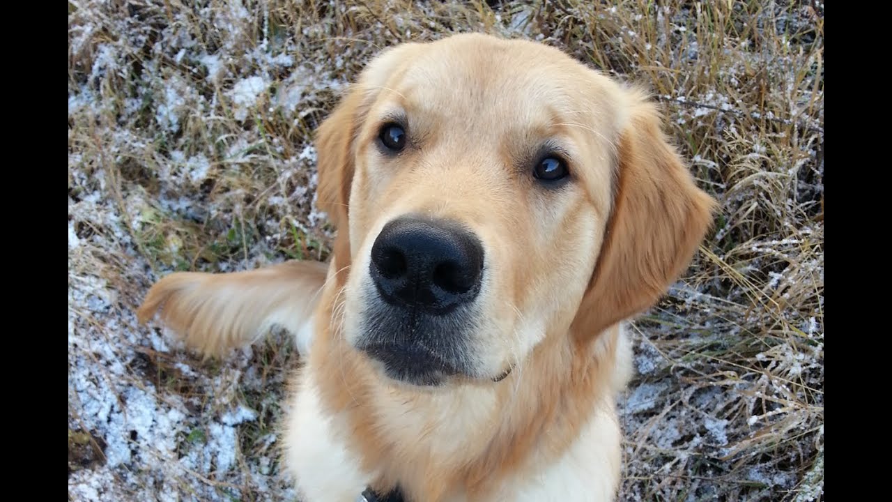 Therapy dog mentality assessment