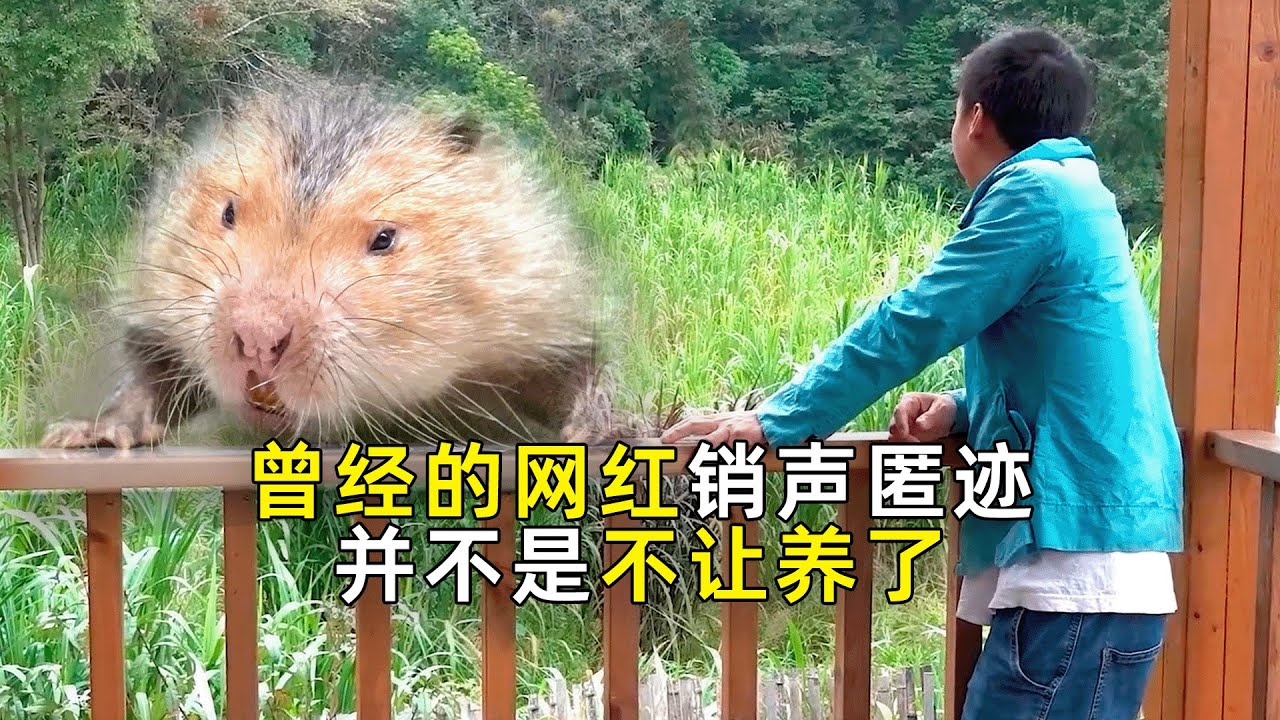 养殖竹鼠省1万个心，如今却没人敢涉足！