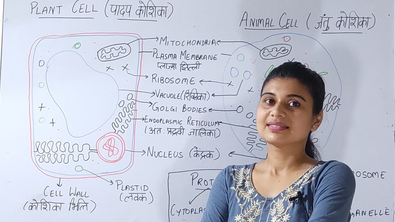 Plant Cell & Animal Cell in hindi पादप कोशिका | जंतु कोशिका #plantcell #animalcell Biology #biology