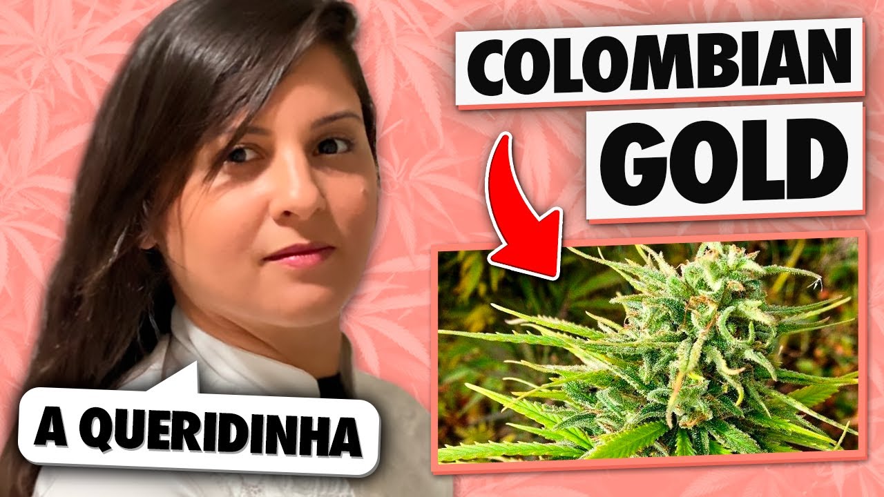 STRAIN REVIEW: COLOMBIAN GOLD l Enfercanabica