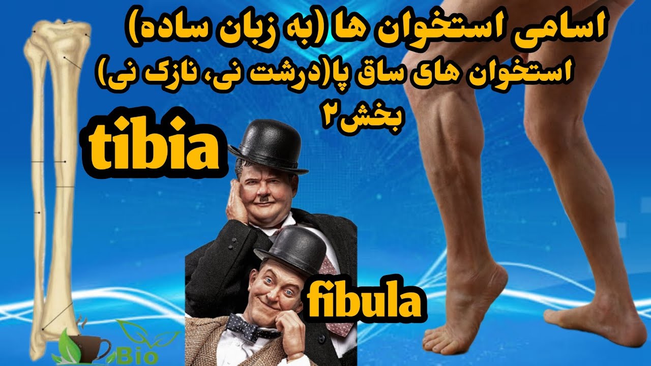 تیبیا، فیبولا، استخوان های ساق پا، سولئال لاین، ناحیه شناسی، بخش۲،استخوان های ساق پا به زبان ساده