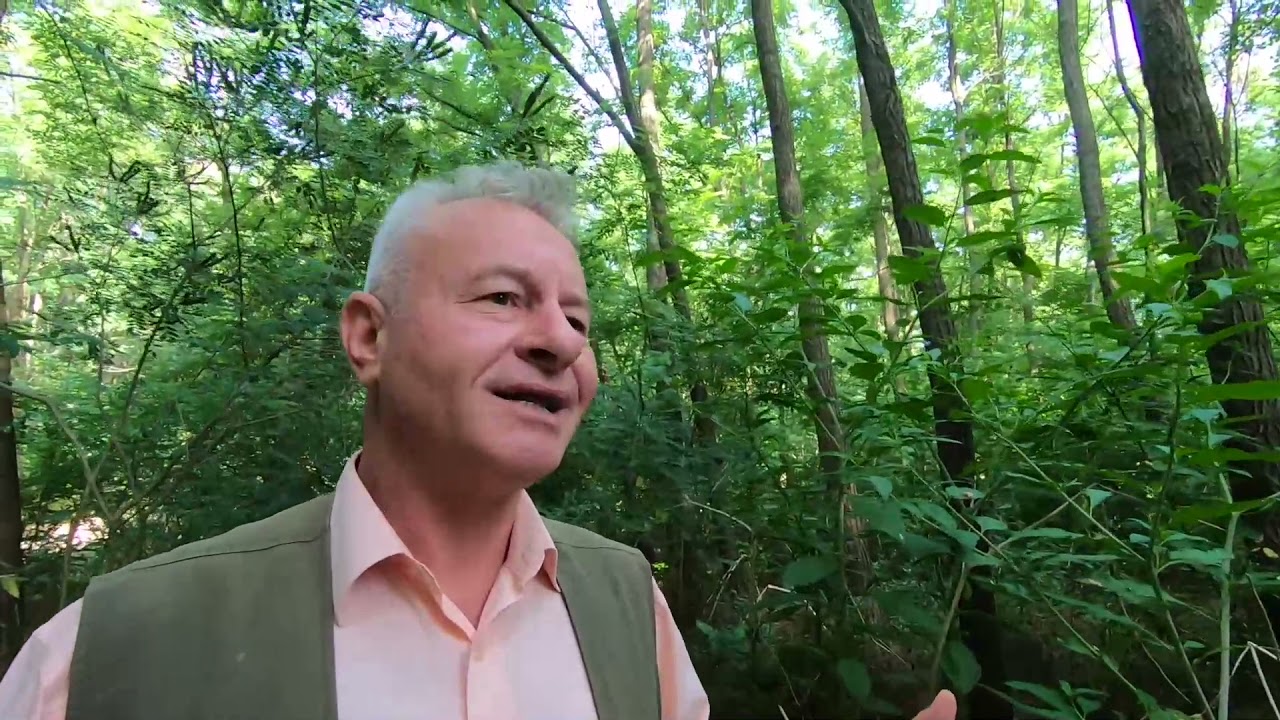 Episodul 36: Salcâmul, alifia pământului