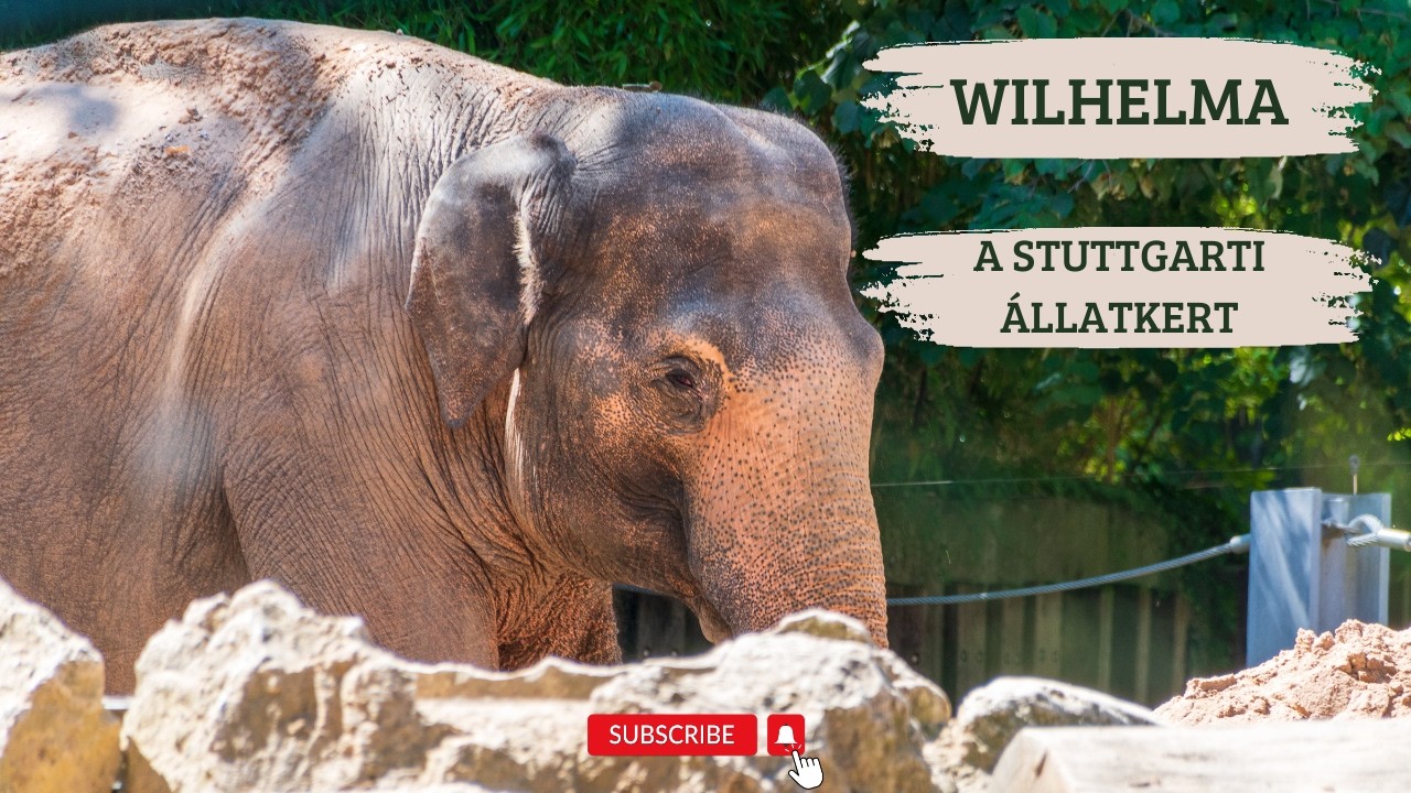 Wilhelma a stuttgarti állatkert