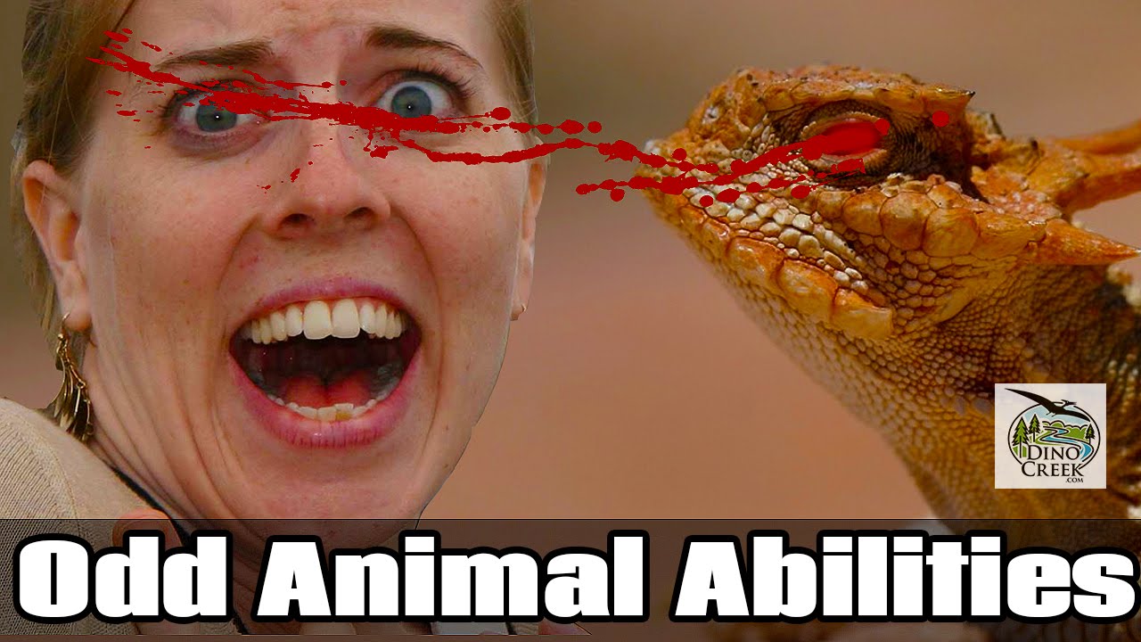 5 Odd Animal Abilities
