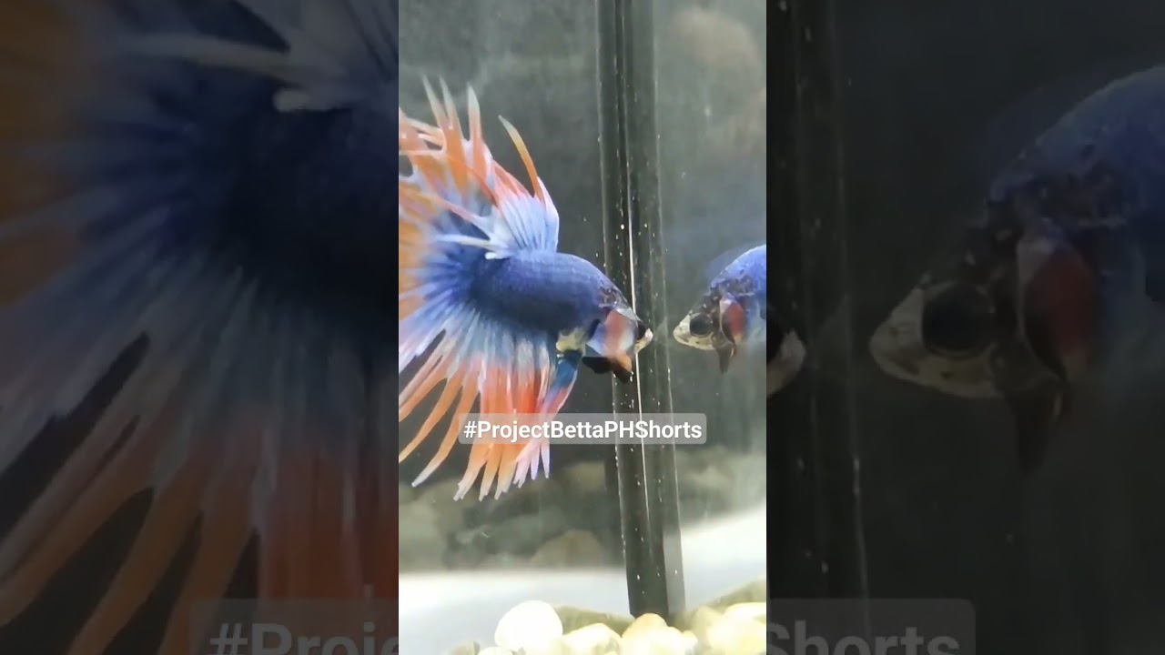 Look at this! Project Betta's Orange Mascot Crowntail #fishkeeping #bettaph #projectbettashortsPH