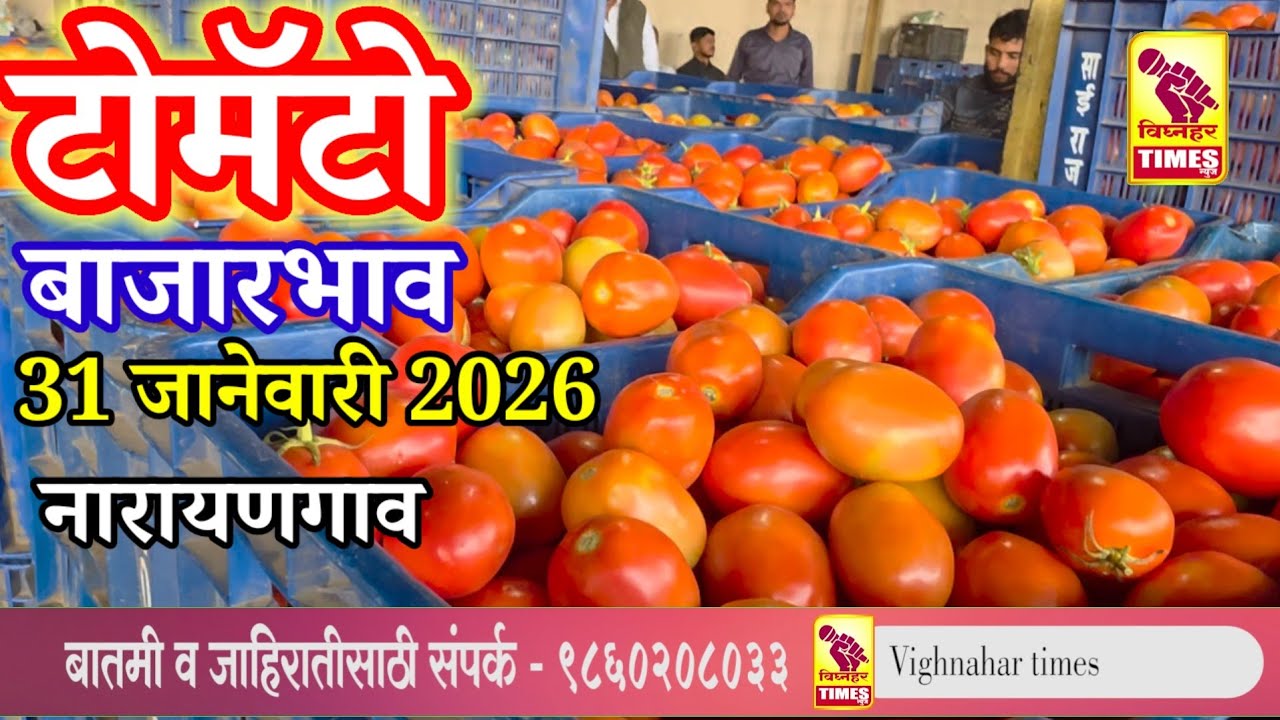 नारायणगावच्या टोमॅटो मार्केटमध्ये 31 जानेवारी 2026 रोजी पहा टोमॅटोला काय मिळाला बाजारभाव? 