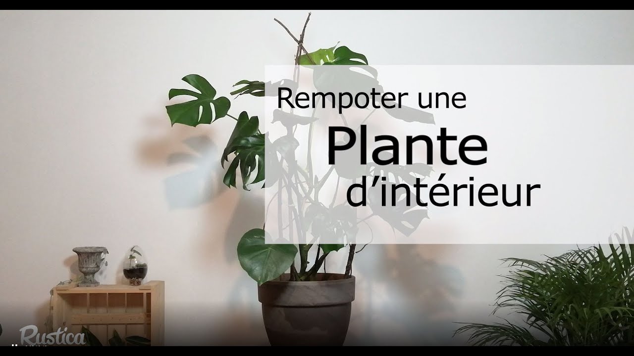 Comment rempoter une plante d'intérieur ?