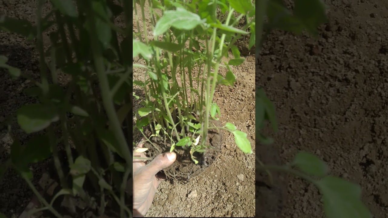 tomato paneeri shifting