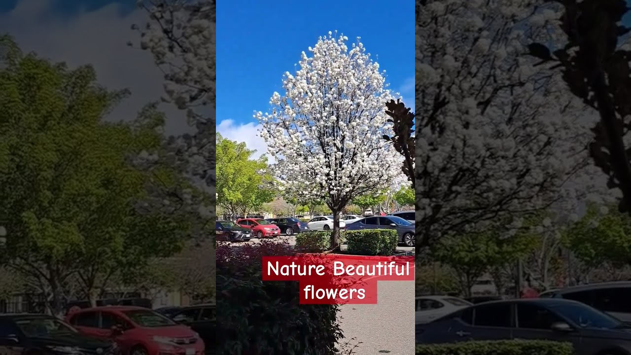 NATURE SPRING FLOWERS 2024#FAITHVLOG#GARDEN TIME#
