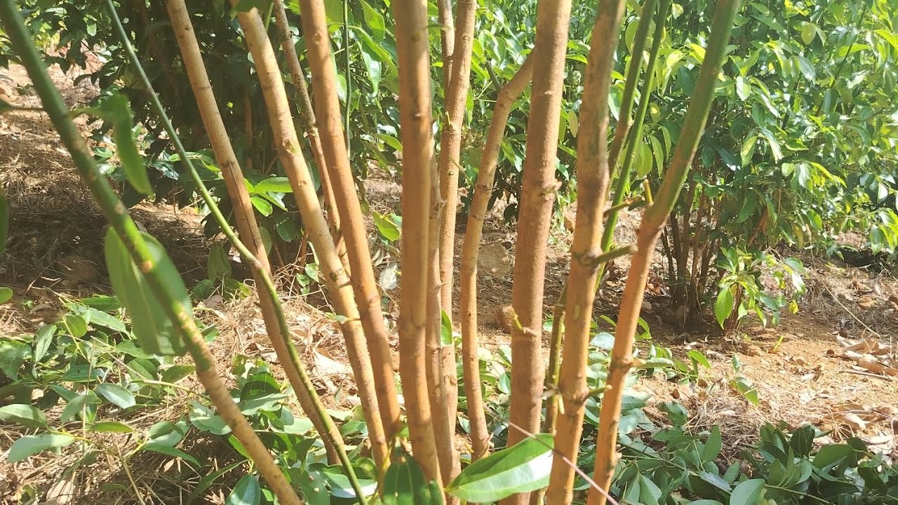 කුරුදු  බකට් දෙක අවම දාන්න cinnamon amugoda 0728155222