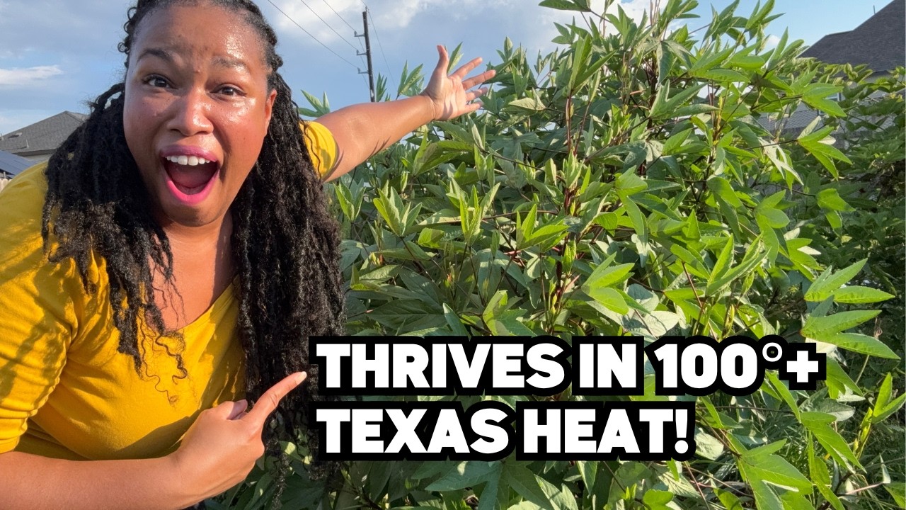 The “Unkillable” Garden: 15 Heat Tolerant Plants That Survive Texas Summers