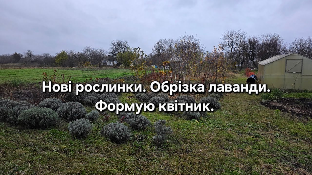 #98 Нові рослинки. Обрізка лаванди.Формую квітник. 
