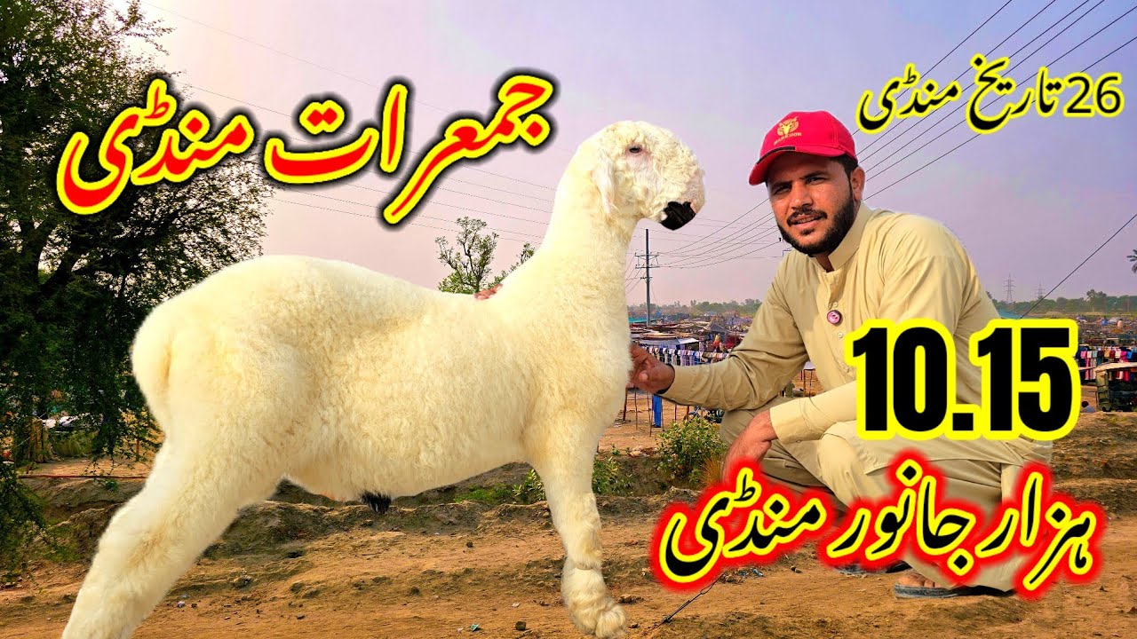 Kot Chhota Mandi 2025 tarikh 26 جمعرات منڈی Dera Ghazi Khan Badi Mandi Bakra Chatra Mandi