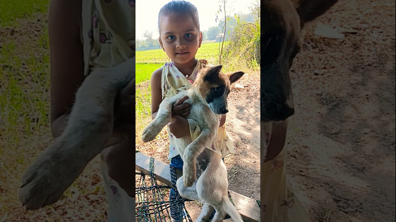 Dogs funny video😁 
