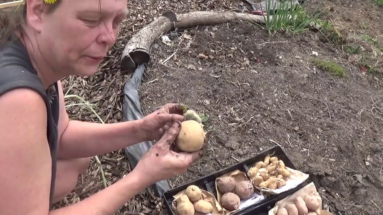 Planting pre rooted potatoes and fingerling tubers