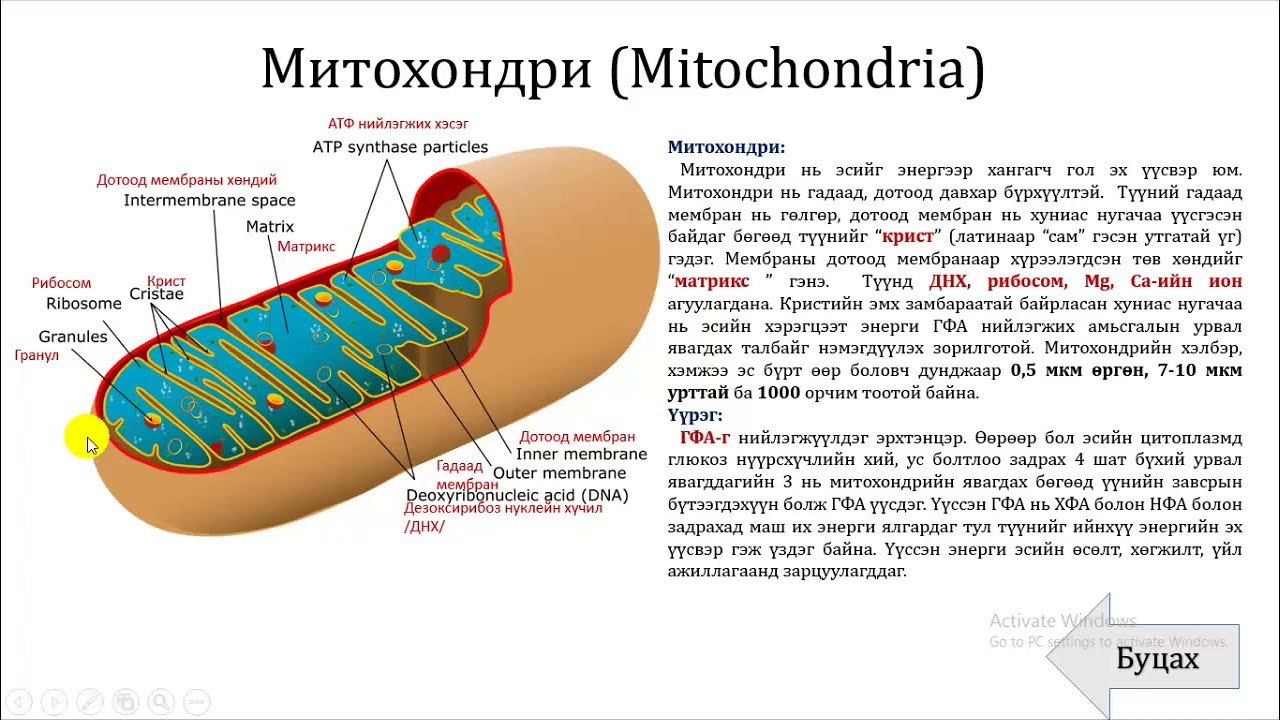 Амьтан, ургамлын эс