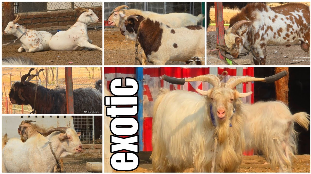 Exotic Bakro Ka Shaandaar  Collection at MD Goat Farm Mumbai