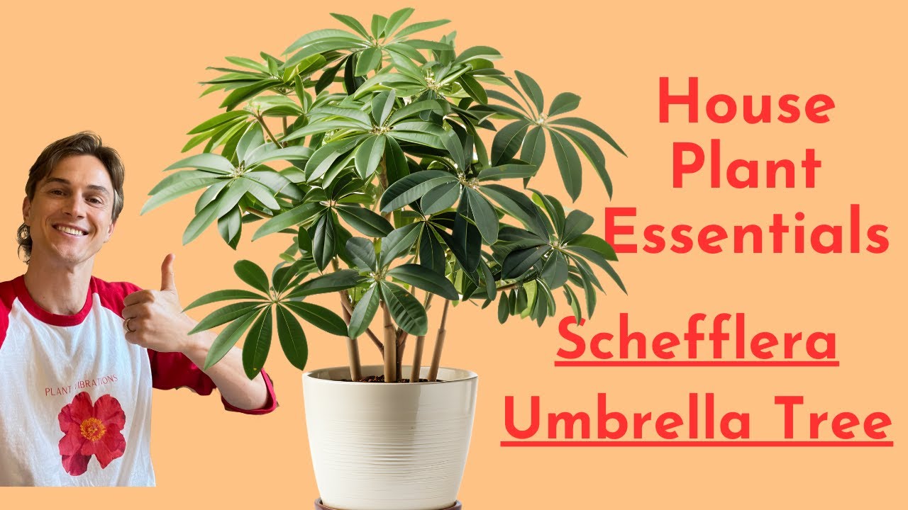Schefflera Plant Care - How to Grow the Umbrella Plant Successfully - Houseplant Essentials