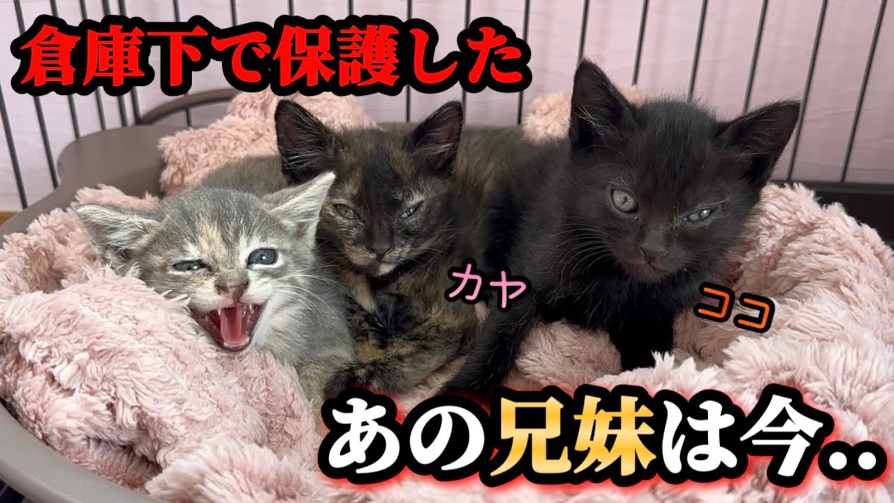 倉庫の下からずっとのお家へ！巣立っていった兄妹のその後