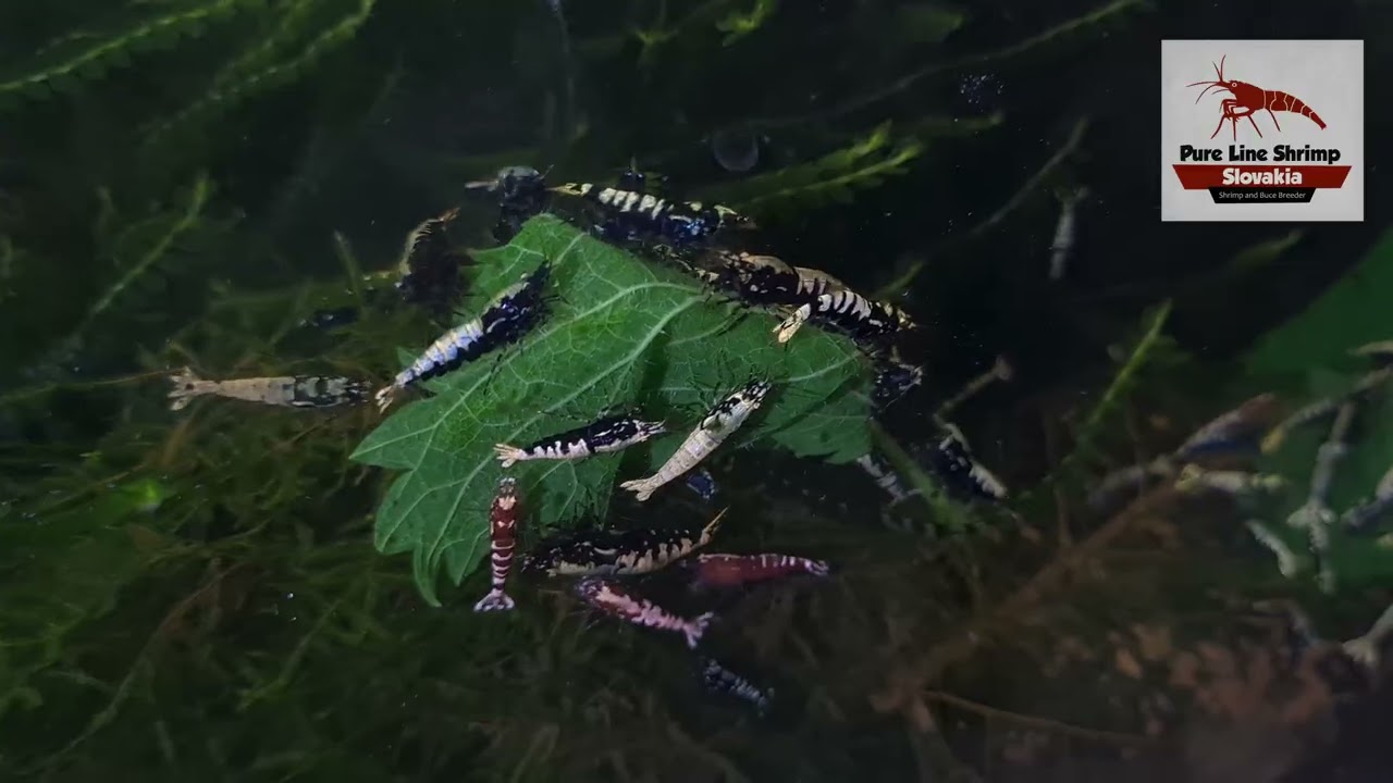 Feeding my Caridina shrimp colonies with fresh nettle