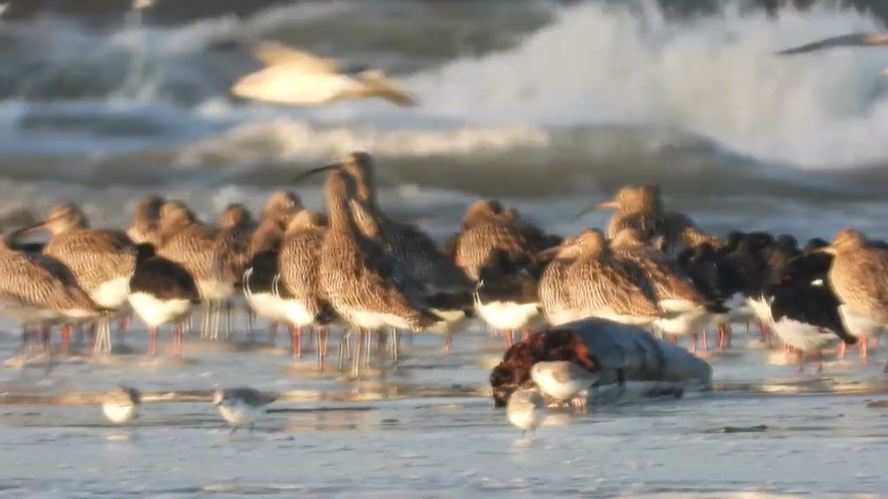 Réserve Naturelle et Nationale Baie de Saint Brieuc  Côtes d'Armor