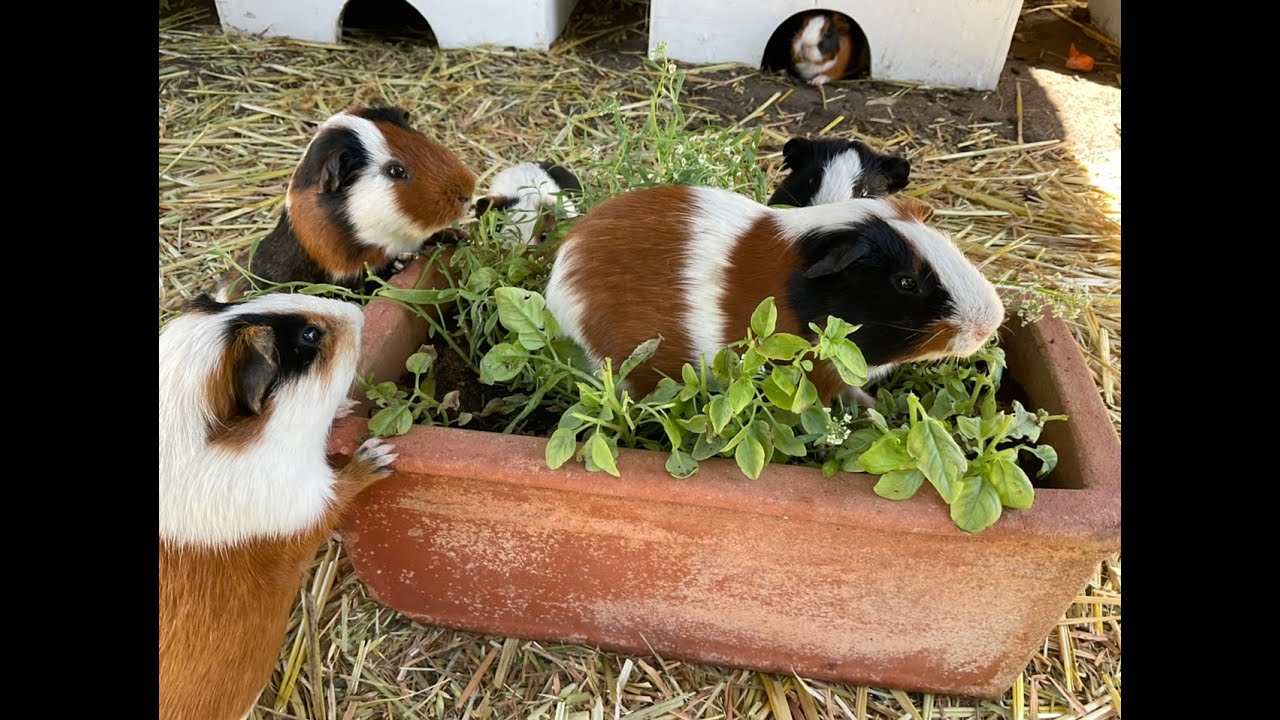 GUINEA PIG HERD , ROAMING FREE