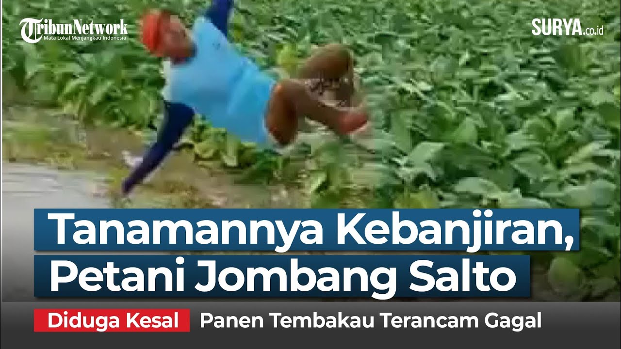 DIDUGA KESAL TANAMANNYA TERGENANG BANJIR, Petani di Jombang Salto Berkali-kali
