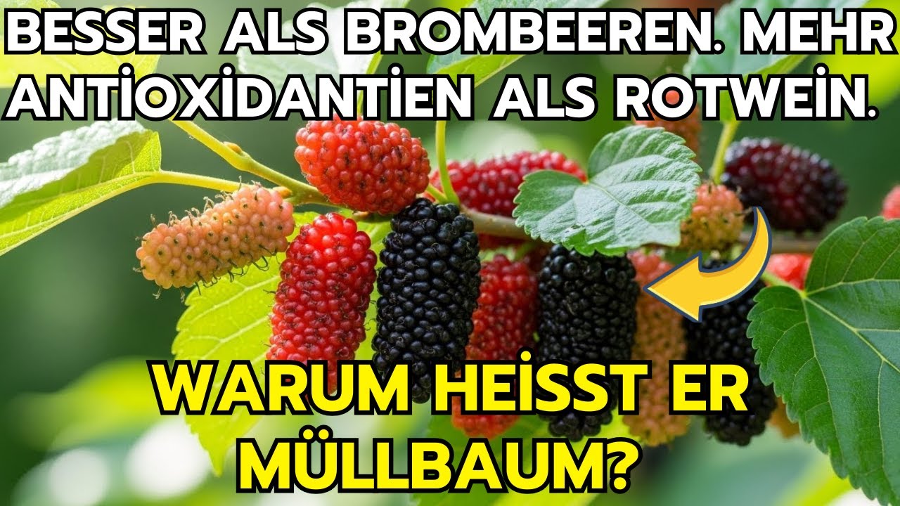 Der Goldene Baum: Besser Als Brombeeren, Mehr Antioxidantien Als Rotwein. Aber Verboten?