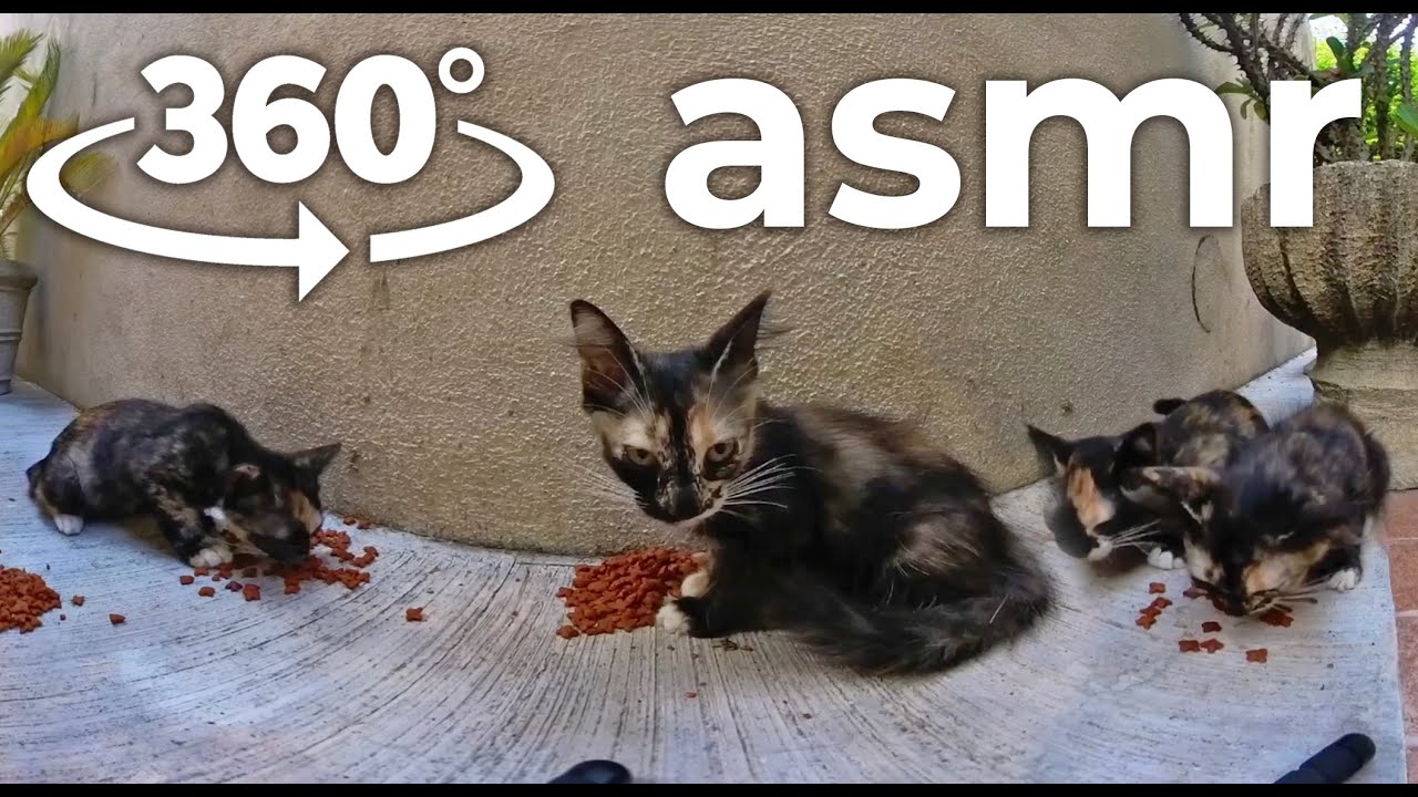 VR 360 Brodyachiye koty yedyat vkusnyye krokety ASMR