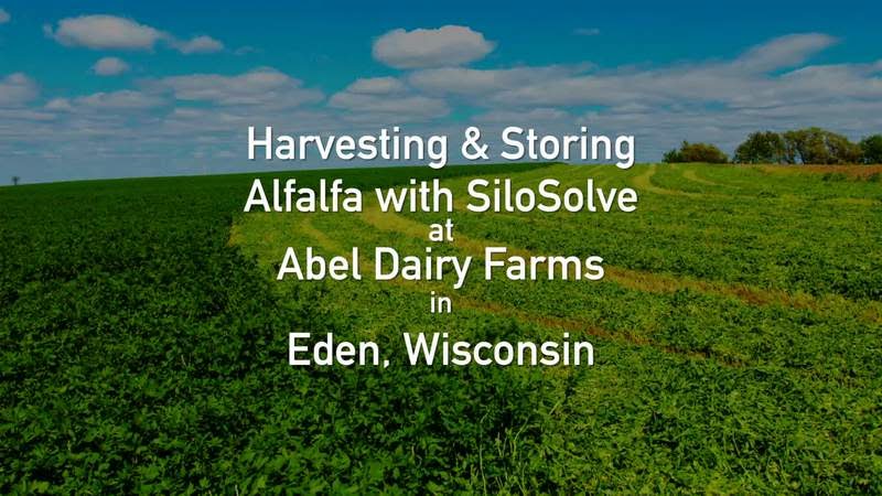 Harvesting & Storing Alfalfa with SiloSolve - Abel Dairy Farms