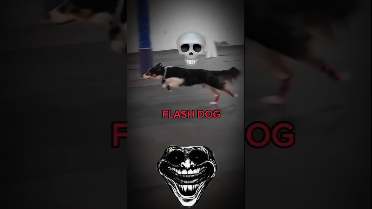 Normal dog vs this dog 