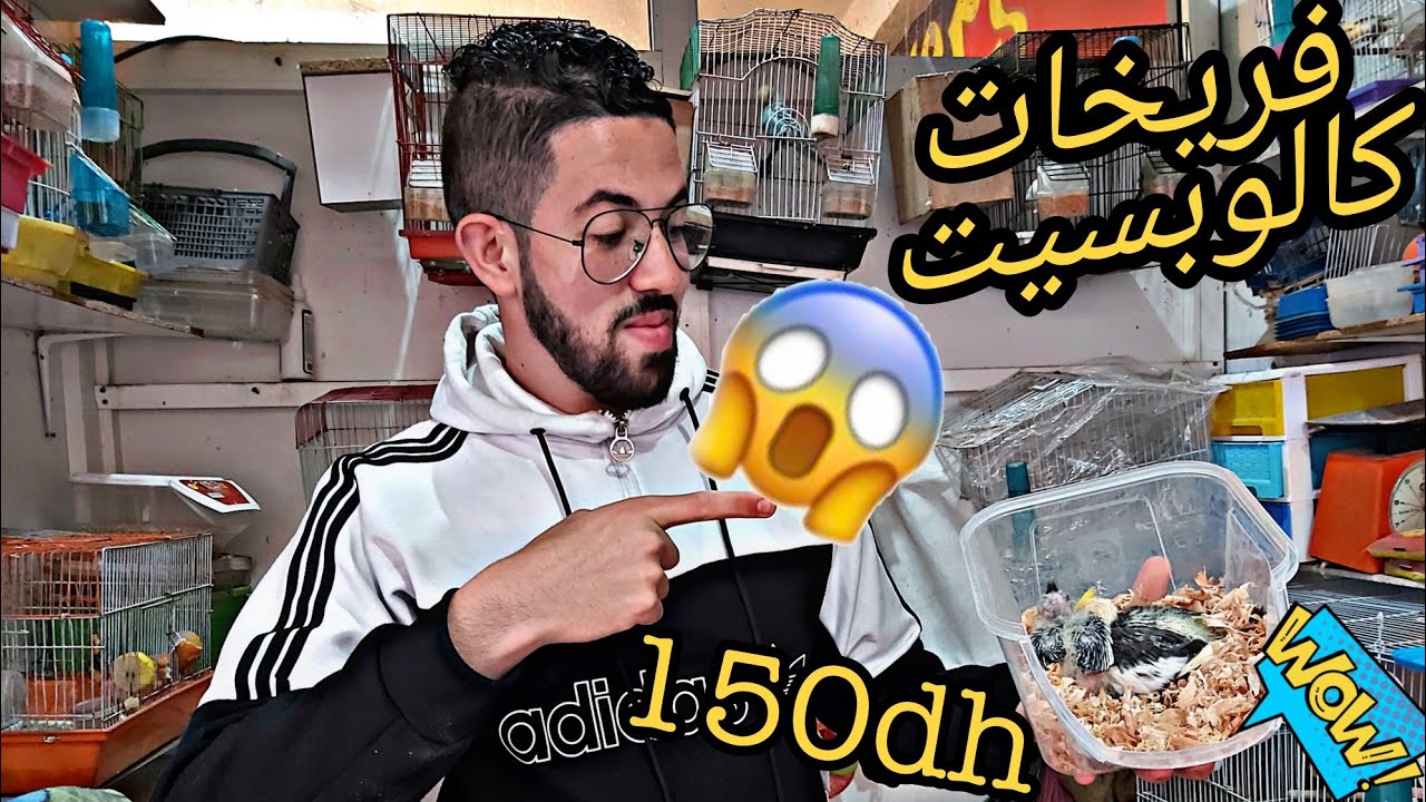 شريت 2 وليدات كالوبسيت ل dressage😍💚و الثمن جد مناسب 150dh😮🔥 الله يدير الخير😍