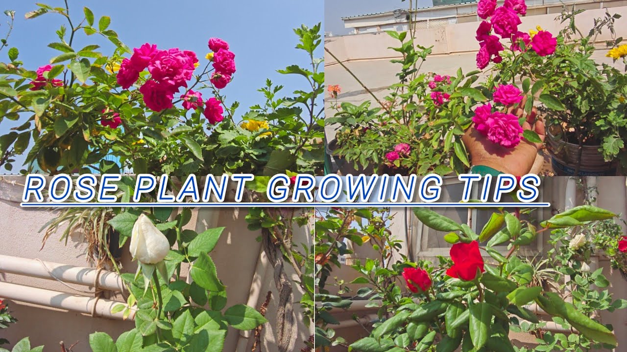 How to grow Rose plant tips and tricks రోజా పువ్వులు బాగా రావాలంటే ఇలా చేయండి 
