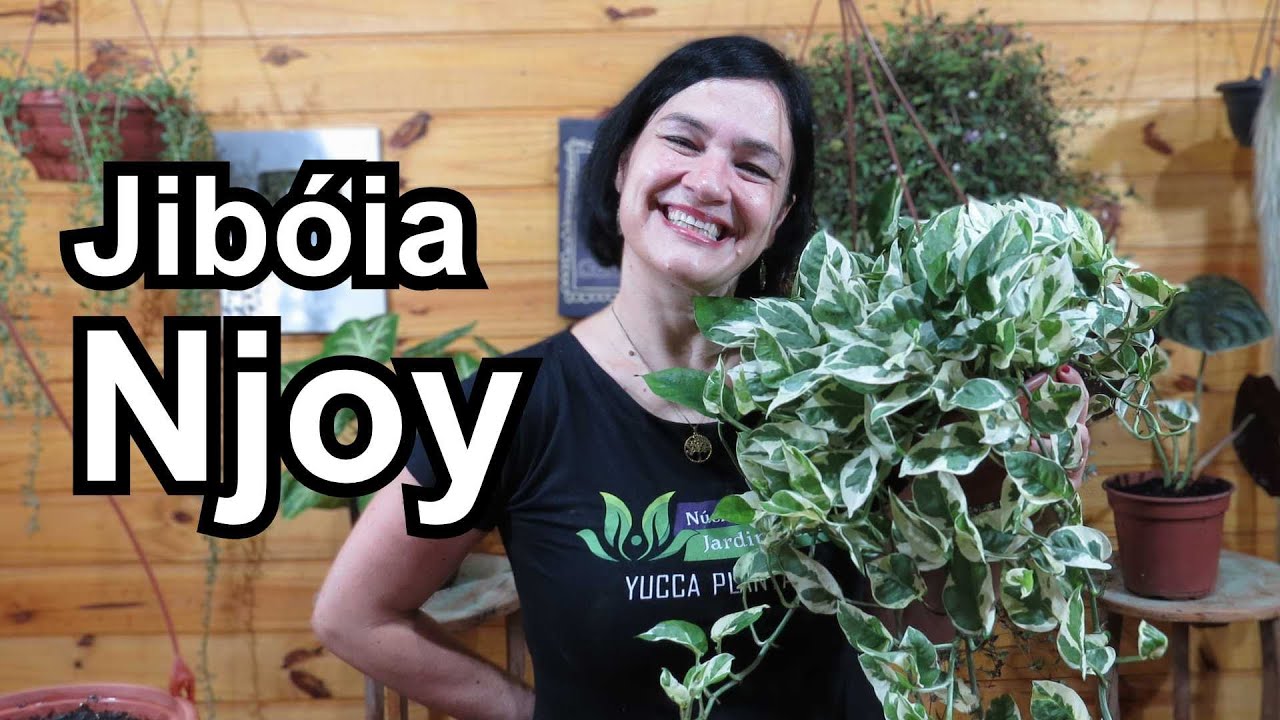 Conheça a JIBÓIA NJOY!!