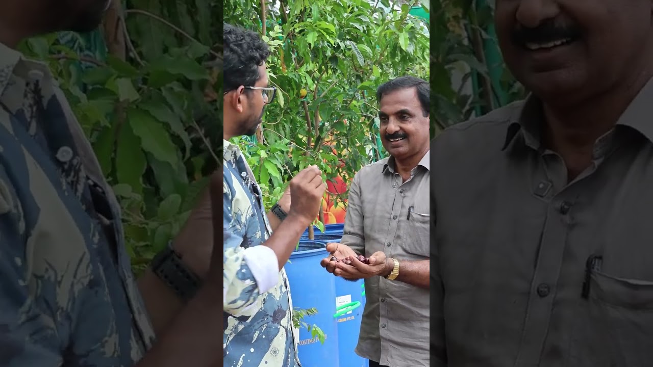 ഒരു വീട്ടിലേക്കുള്ള എല്ലാവിധ ഫല വൃക്ഷങ്ങളും ഇവിടെ നിന്നും Greens Nursery Amaravila  +91 9037044823
