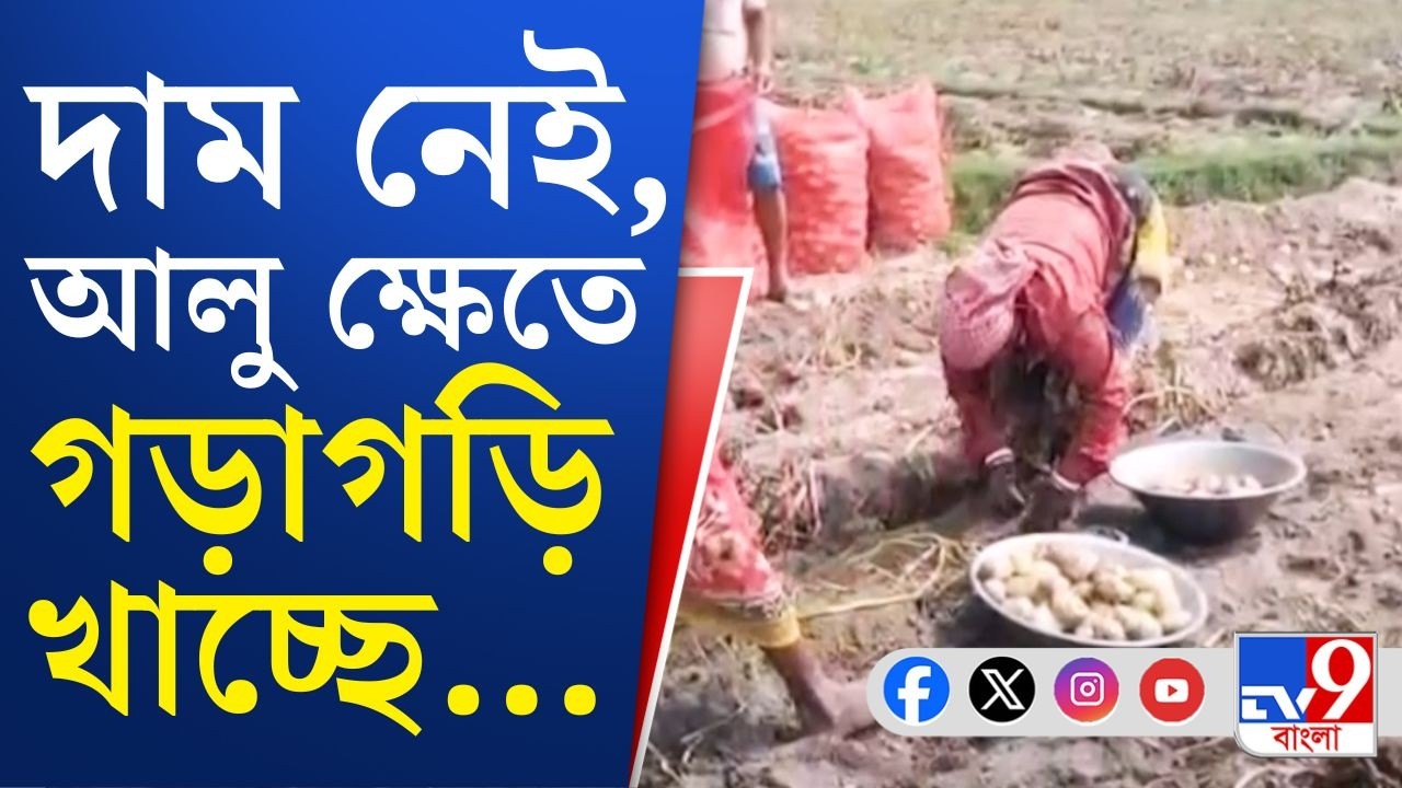 Hooghly Potato Farmer: আরামবাগ মহকুমায় সহায়ক মূল্যে 'নিরুদ্দেশ'! মাঠে আলুর কুইন্টাল মাত্র ২৪০ টাকা