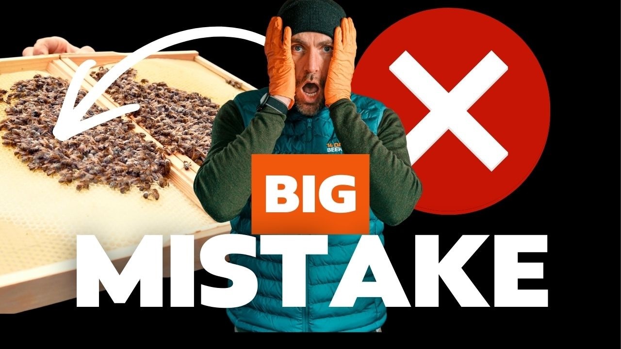 Simple Beekeeping Mistakes and How To Avoid Them