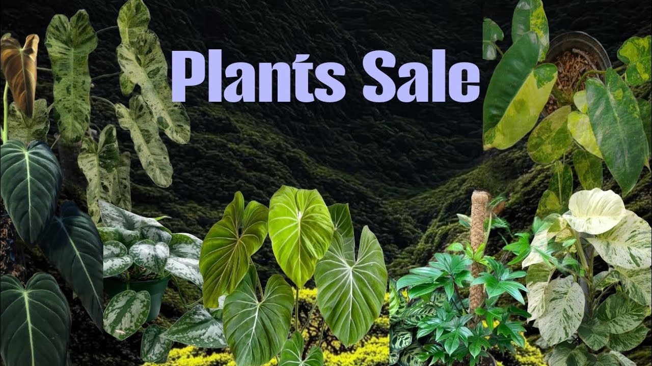 Plants sale video,.. 🥰whatsapp :6282800870