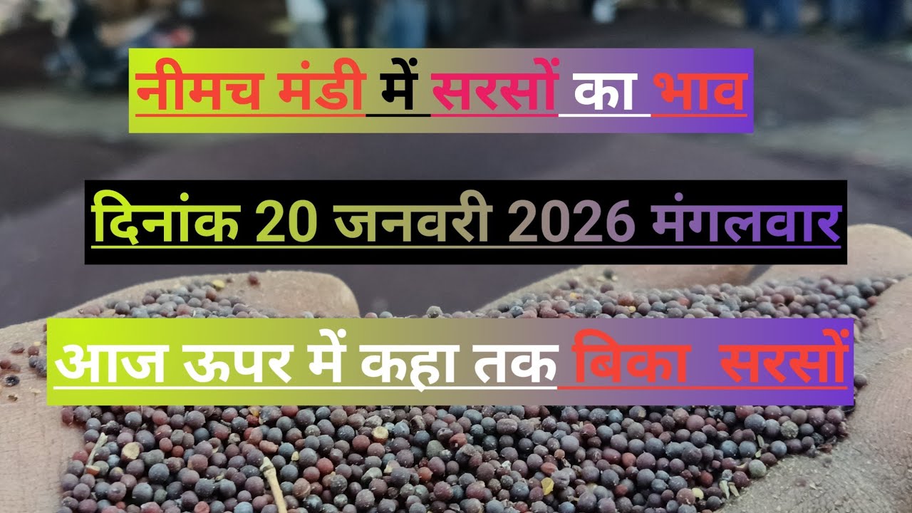 नीमच मंडी आज का सरसों रायडा भाव | नया माल का ताज़ा रेट | 20 जनवरी 2026#NeemuchMandi #RaydaBhav 