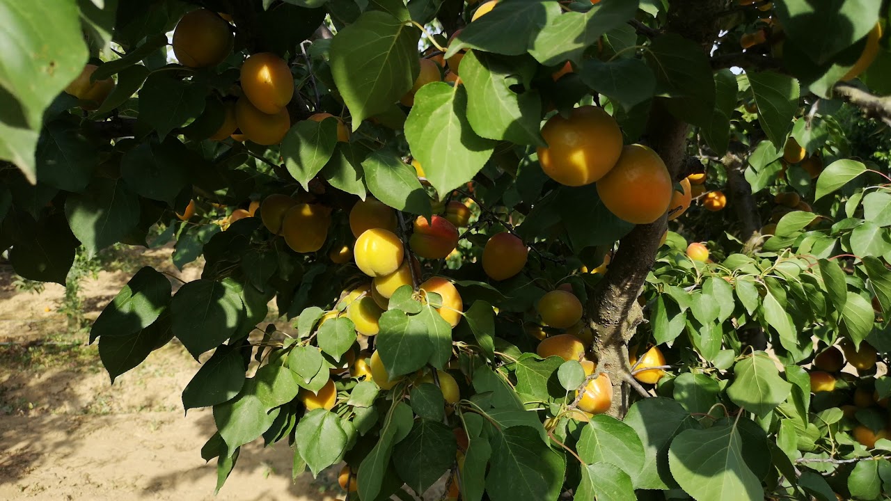 Çok yüksek verimliliğe sahip Kayısı çeşidi Orange ruby ( Perfect Red )