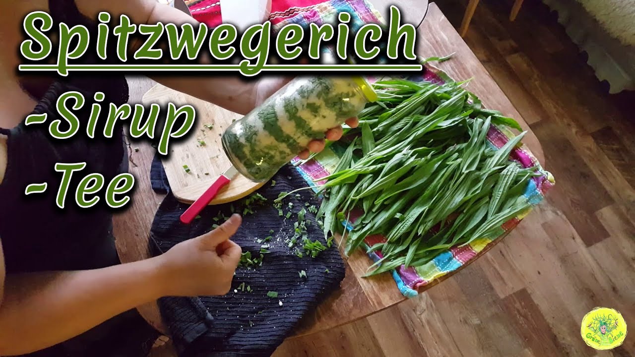 #15 Spitzwegerich sammeln ~ Hustensirup und Tee herstellen