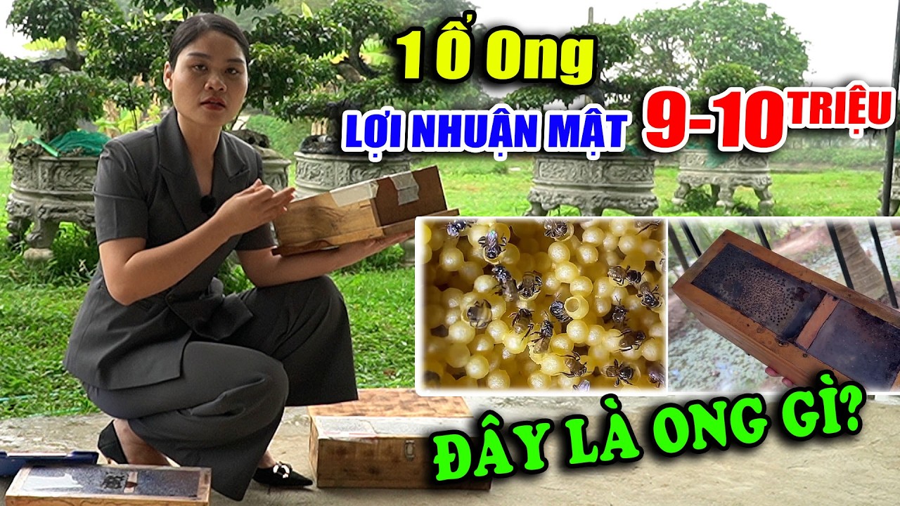 ĐẦU TƯ 1 Ổ ONG DÚ – LỢI NHUẬN TỚI 9–10 TRIỆU, VÌ SAO AI CŨNG MUỐN NUÔI LOÀI ONG NÀY?