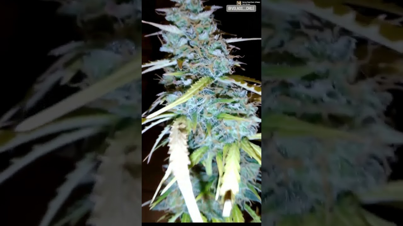 white-widow  pyramid seeds