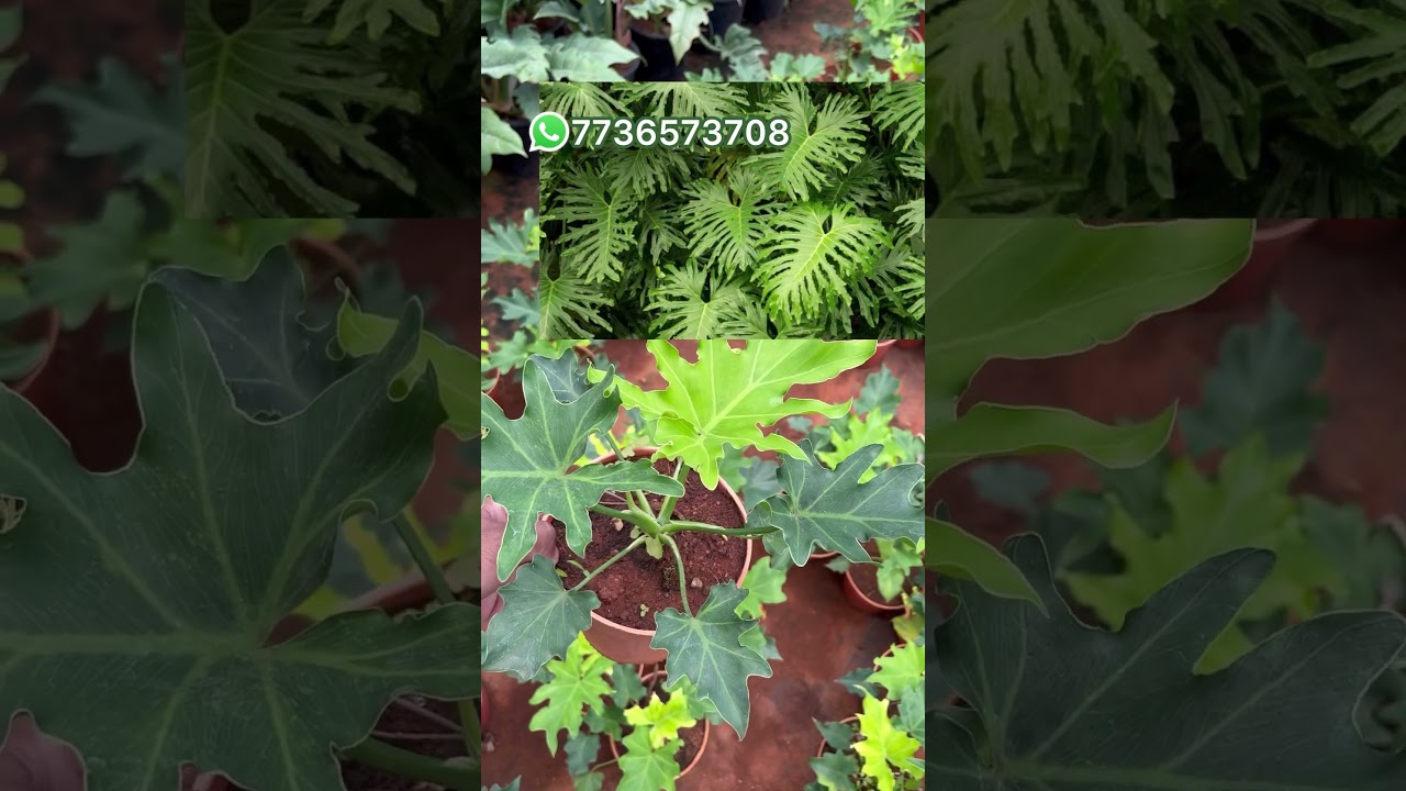 Thaumatophyllum Selloum/ Tree Philodendron 🪴 #selloum #thaumatophyllum #treephilodendron
